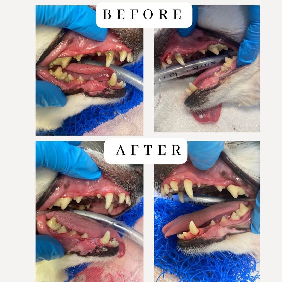 Before & After Dental Cleaning