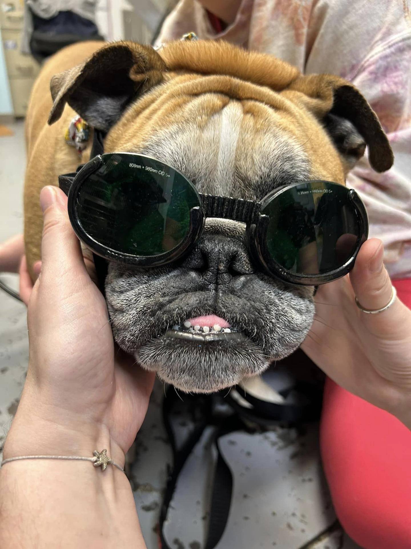Canine Laser Therapy