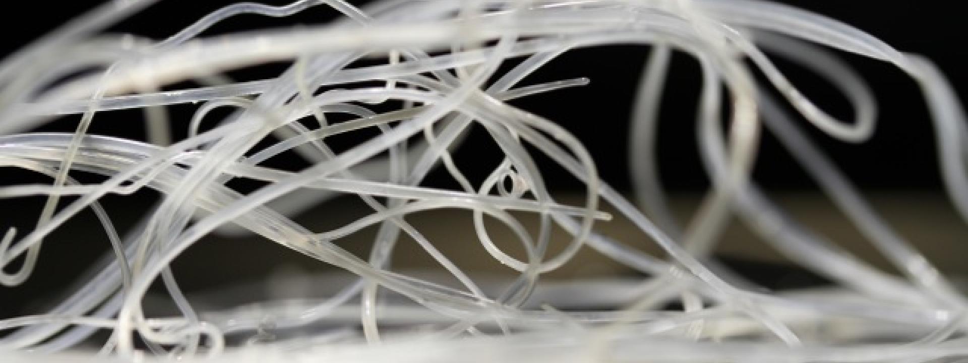 Heartworm in dogs