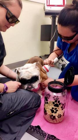Cold laser therapy at aacmp