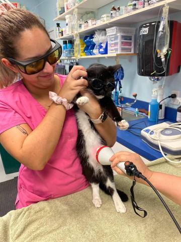 AACMP Laser therapy
