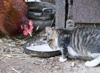 Bird Flu and Cats: What Every Pet Owner Needs to Know