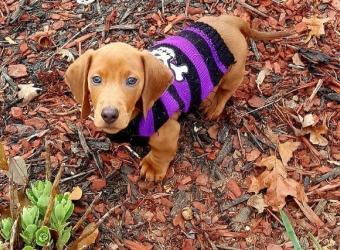 National Heartworm Awareness Month: How to Prevent Heartworm in Dogs