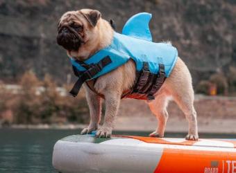 Keep Your Dog Safe on the Water with These Paddling Safety Tips