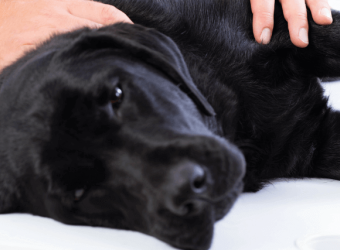 Everything You Need To Know About Seizures In Dogs