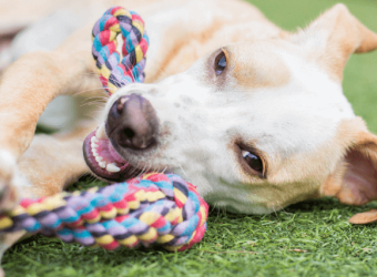 Bad Behavior, Loneliness, Separation Anxiety, Oh My! Is It Time for Doggy Daycare?