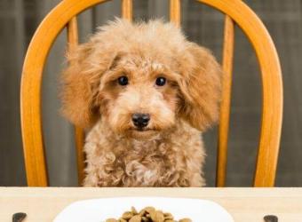 6 Ways to Curb Your Canine's Seemingly Insatiable Appetite