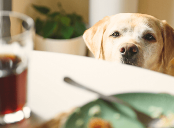 Human Foods that are Toxic to Dogs