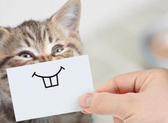 20 Cat Facts That'll Blow Your Kitty-Crazed Mind