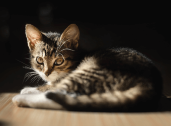 National Cat Day  Debunking 6 Common Cat Myths