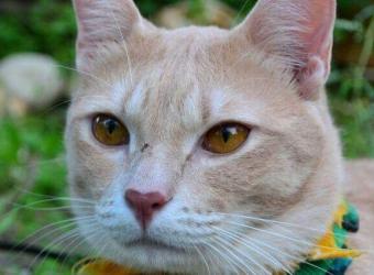 National Heartworm Awareness Month: What You Need to Know About Preventing Heartworm in Cats