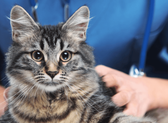 National Pet Wellness Month: 5 Ways to Ensure Your Cat&#039;s Longevity