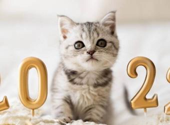 How to Set Your Cat Up for Optimal Health in the New Year