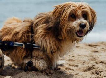 Specially-Abled Pet Day: Why You Might Consider Opening Your Home to One!