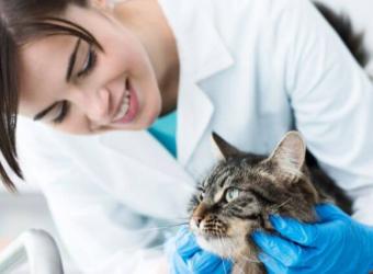 National Take Your Cat to the Vet Day: 5 Reasons to Not Skip a Vet Visit