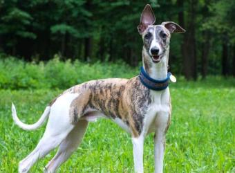 The Guide to Understanding Greyhounds