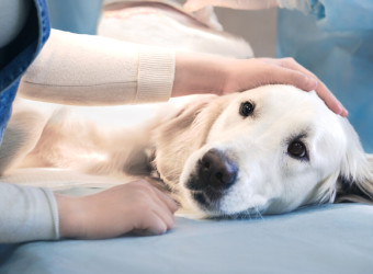 Tips to Prepare for a Successful Surgery for Your Pet