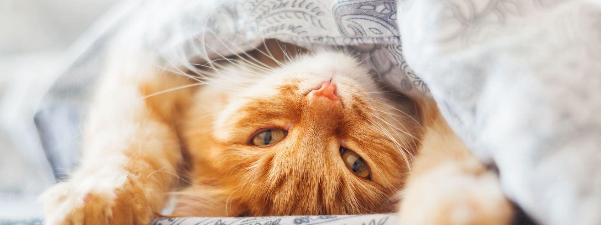 cat services