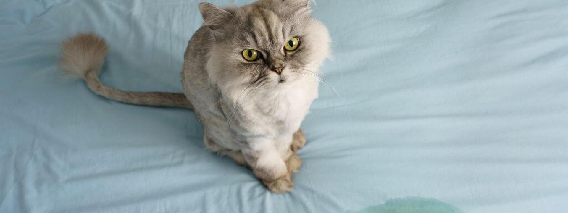 cat services at advanced animal care mount pleasant