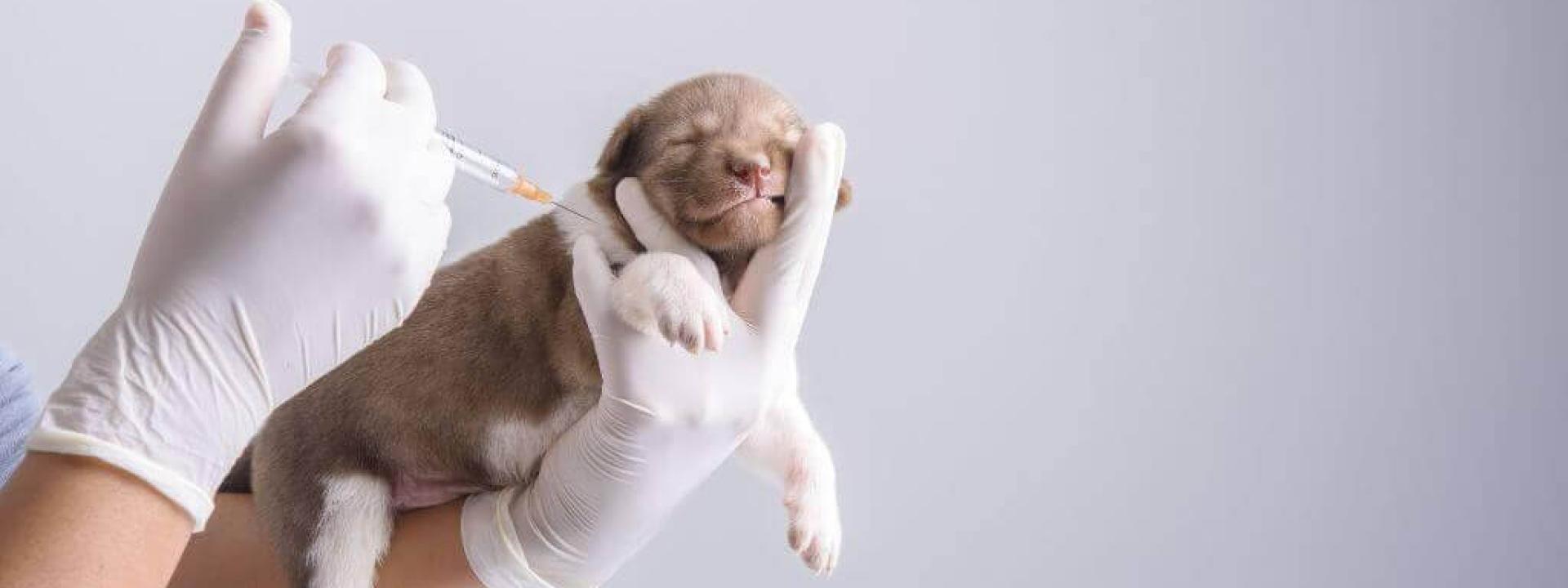 dog vaccines at advanced animal care mount pleasant