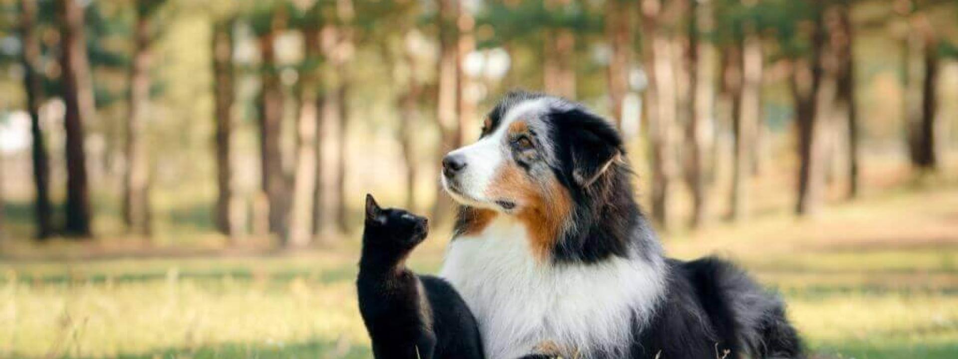 dog and cat services at mount pleasant 