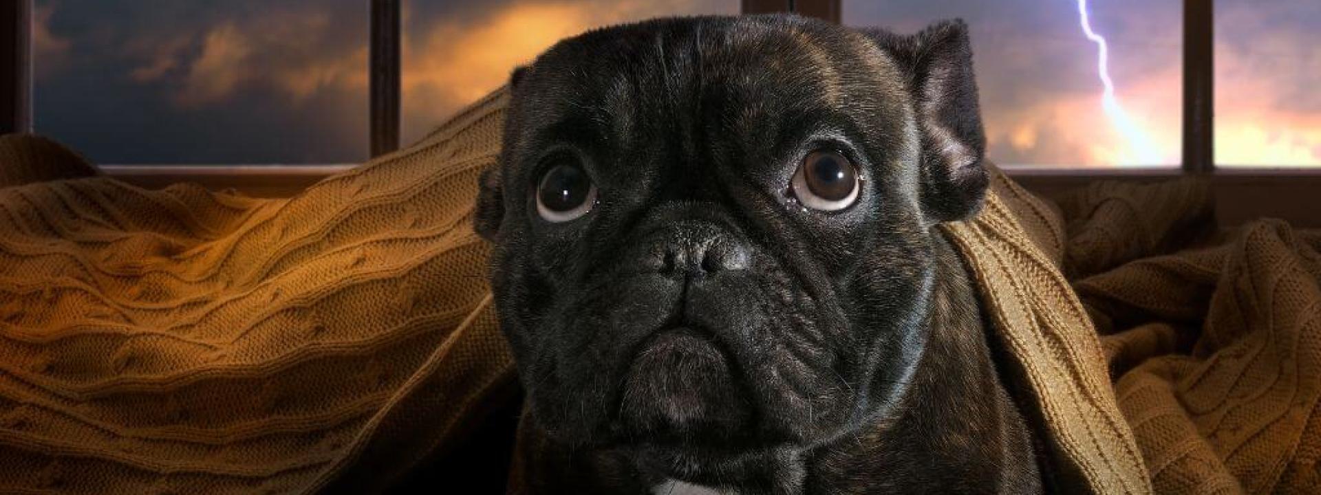 Small black dog hiding under blankets during thunderstorm, dog storm anxiety