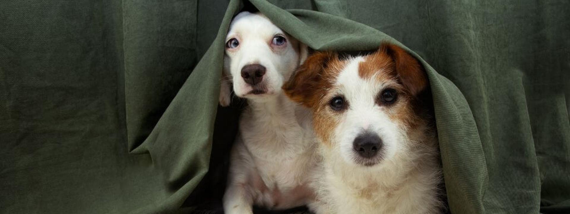 Dogs hiding under the bed due to dog thunder storm anxiety.
