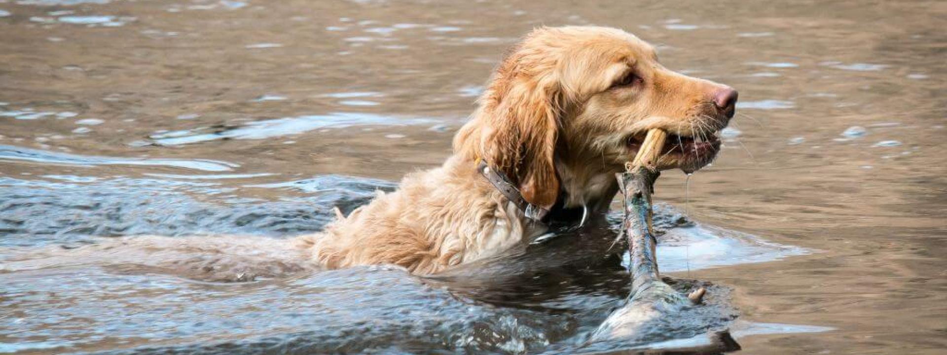 Dog swimming with stick in its mouth in a lake