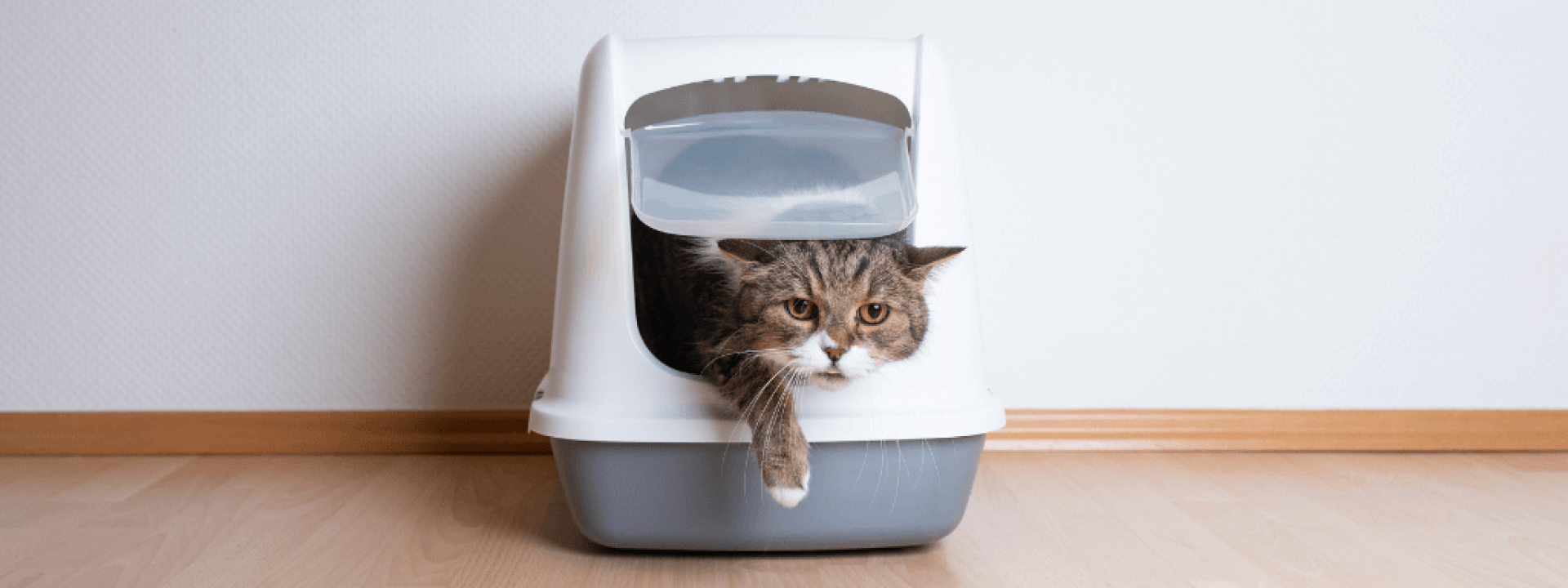 cat coming out of litterbox