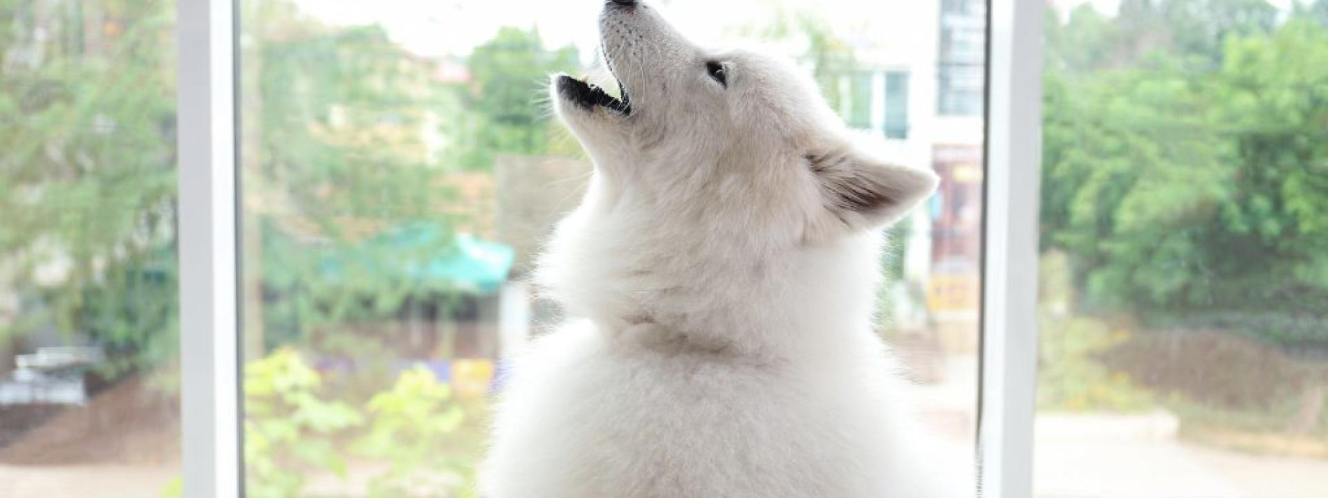 Samoyed top separation anxiety