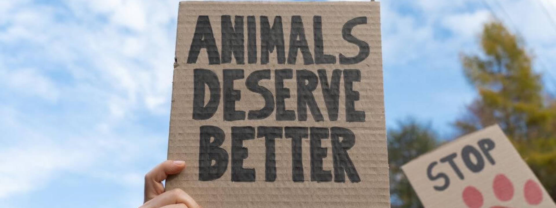 9 Things You Can Do to Help Animals During National Justice for Animals Week