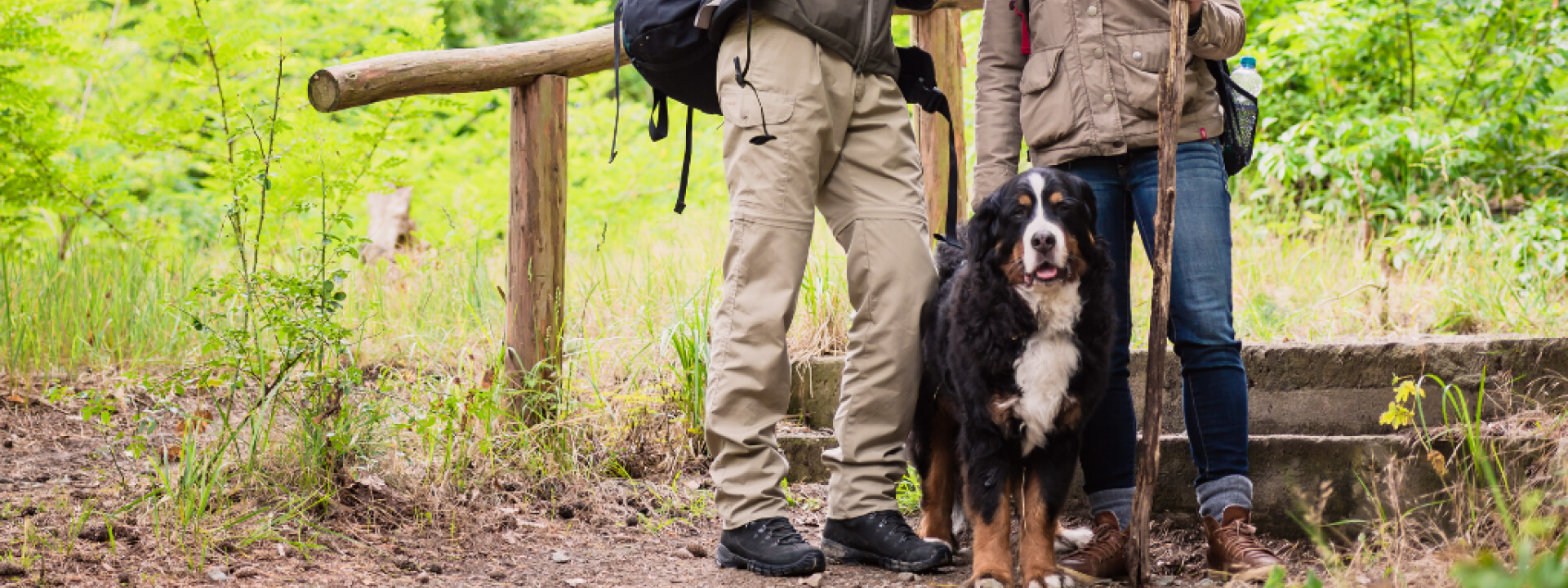 Young hiker couple with Bernese mountain dog on forest trail Young hiker couple with Bernese mountain dog on forest trail