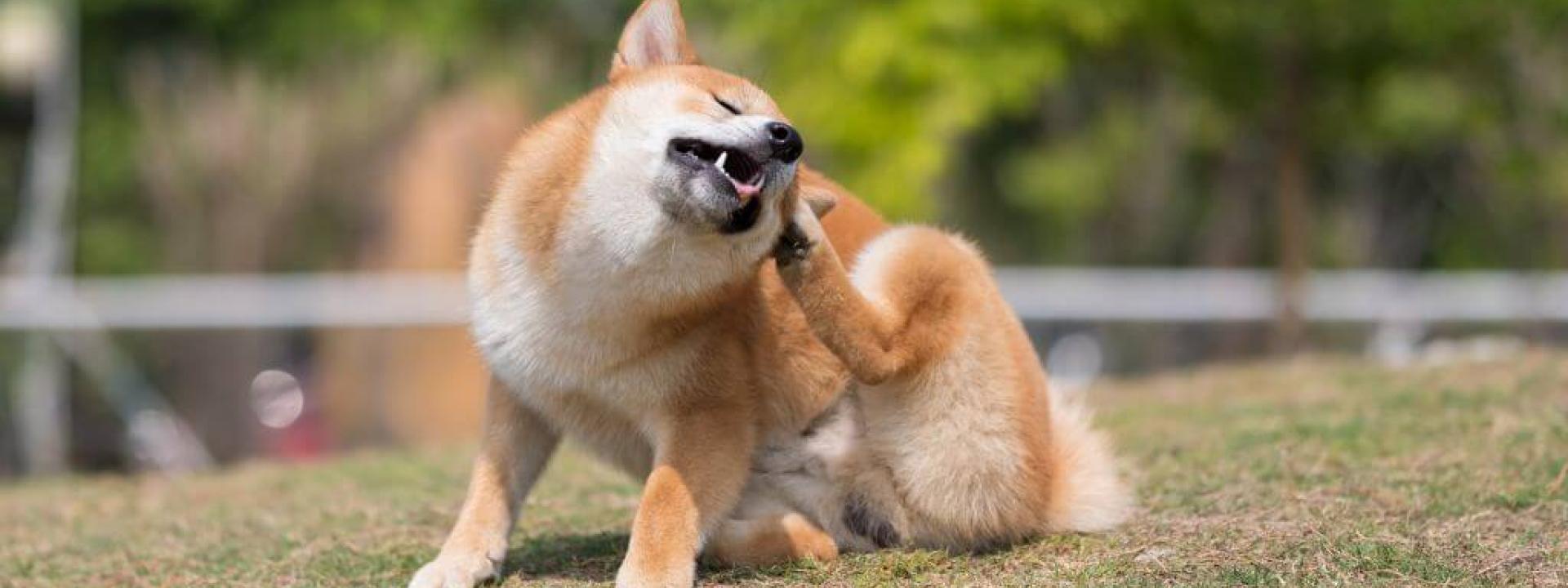 Dog scratching ears