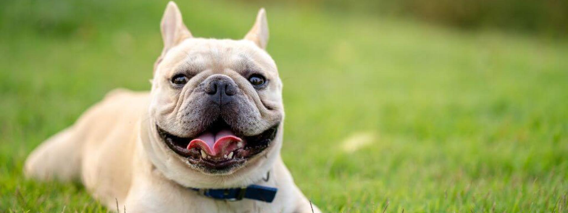 White French Bulldog laying in the grass outside