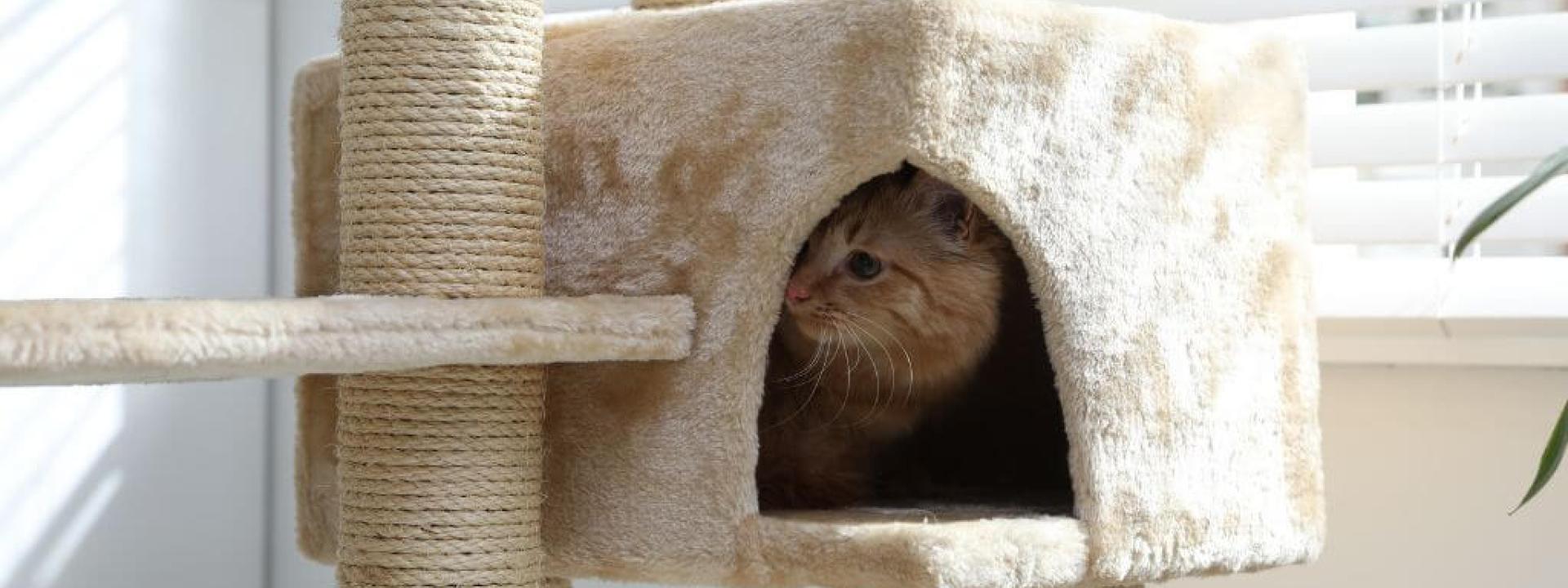 Cat hiding in cat tower