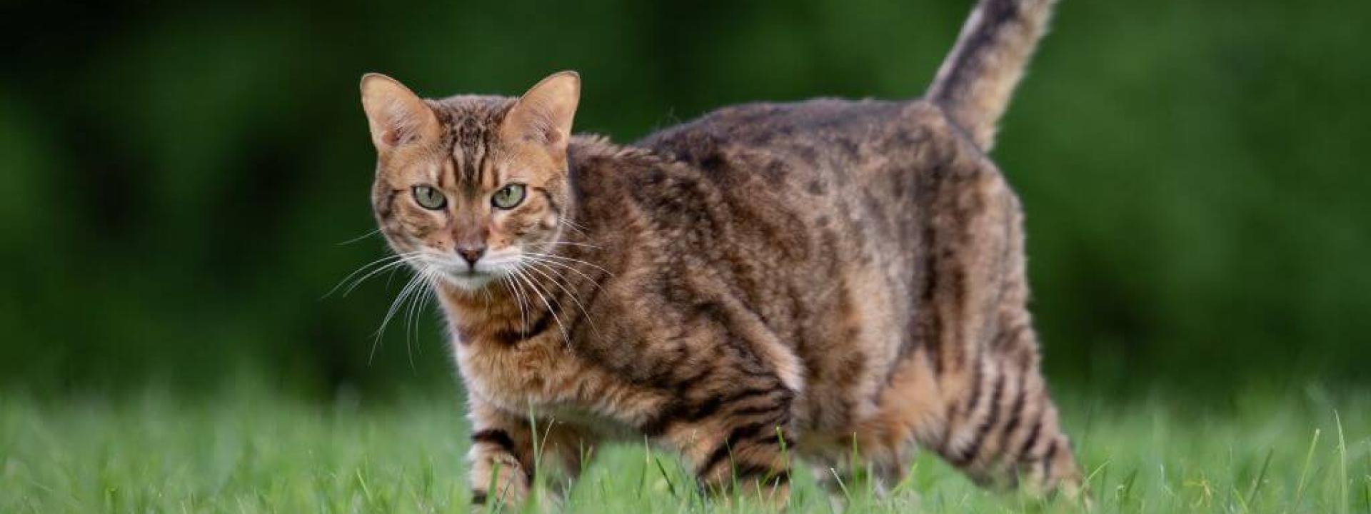 Cat walking outside in the grass, vulnerable to high temperatures