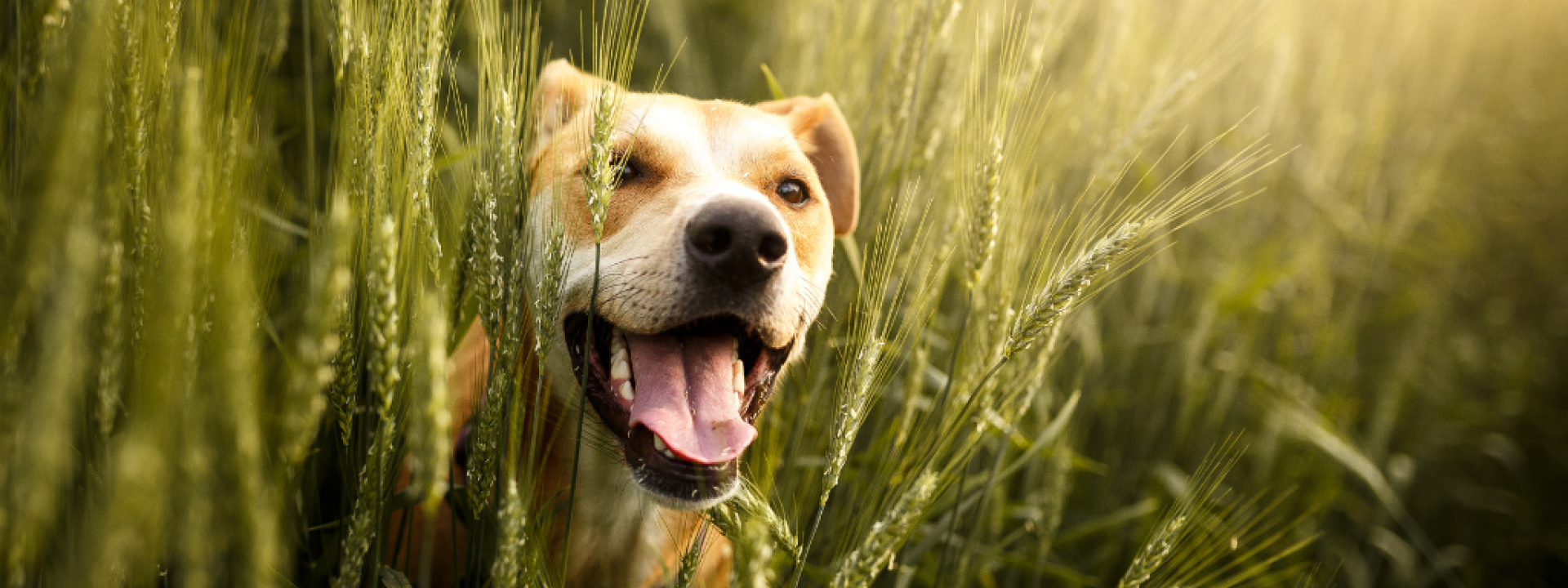 Dog in field Dog in field