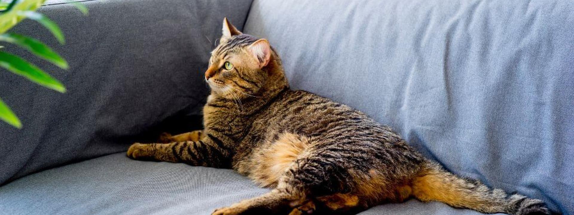 Cat with asthma resting on a blue sofa