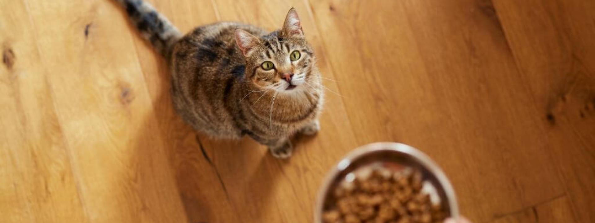 Optimizing Feline Health with Every Bite: A Doctor’s Discussion on the Nutritional Needs Through a Cat's Life