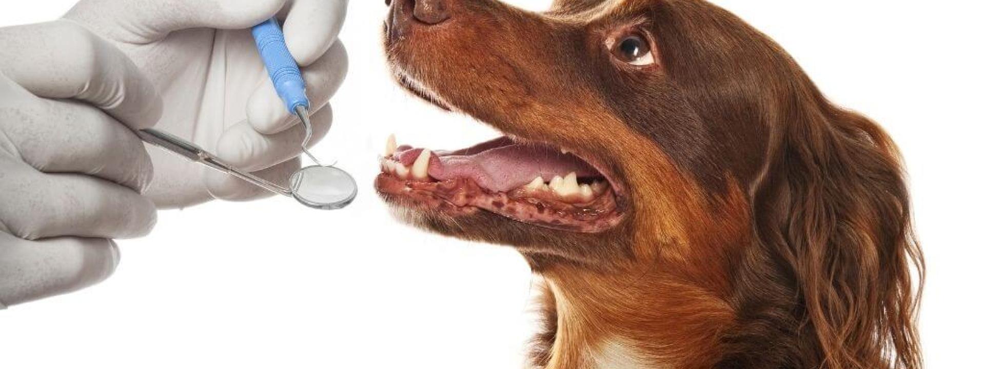 pet dental care