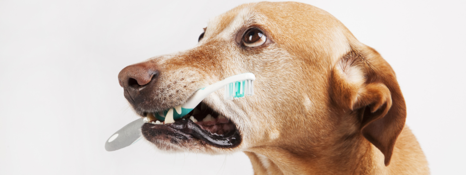 Veterinarian checks cat's teeth Veterinarian checks cat's teeth