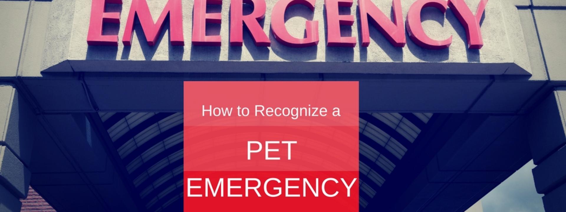 How do you recognize a pet emergency?
