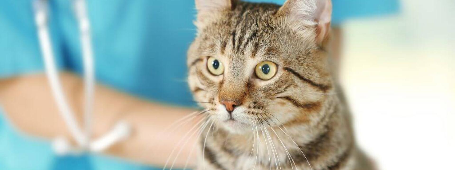 Cat at the vet for cat chiropractic care