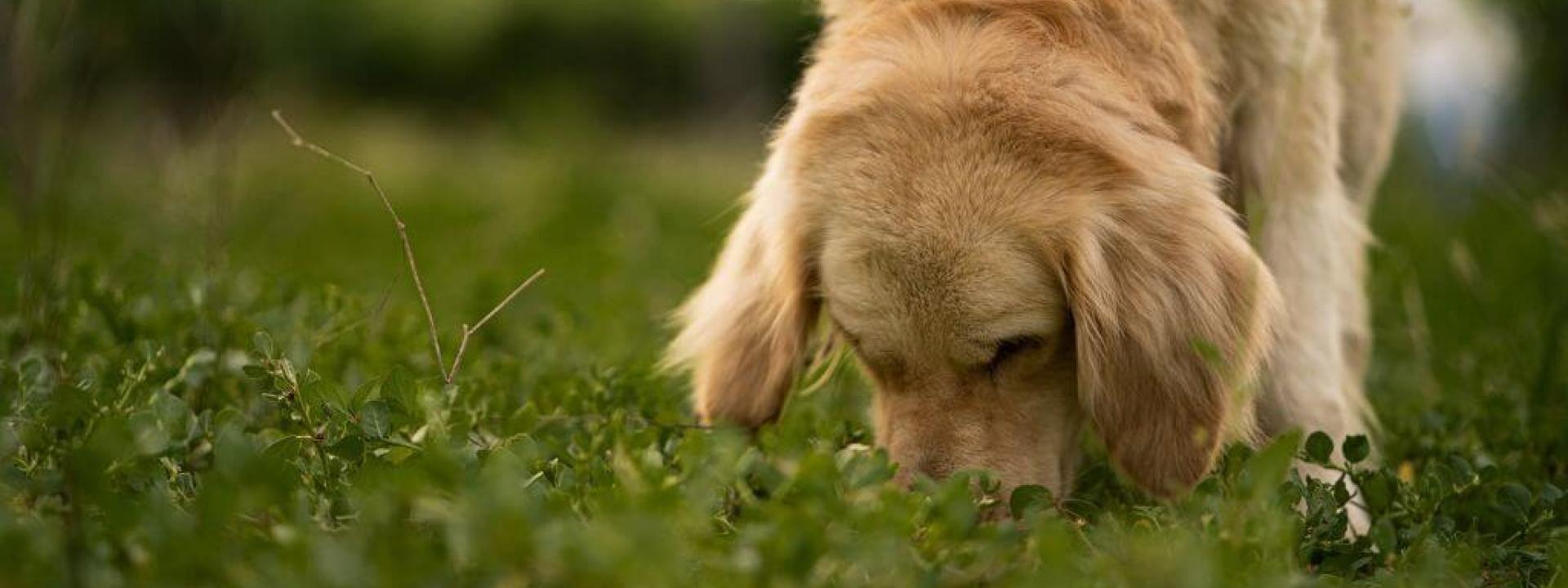 Dog sniffing around in the grass, dogs and cicadas can be a recipe for GI upset