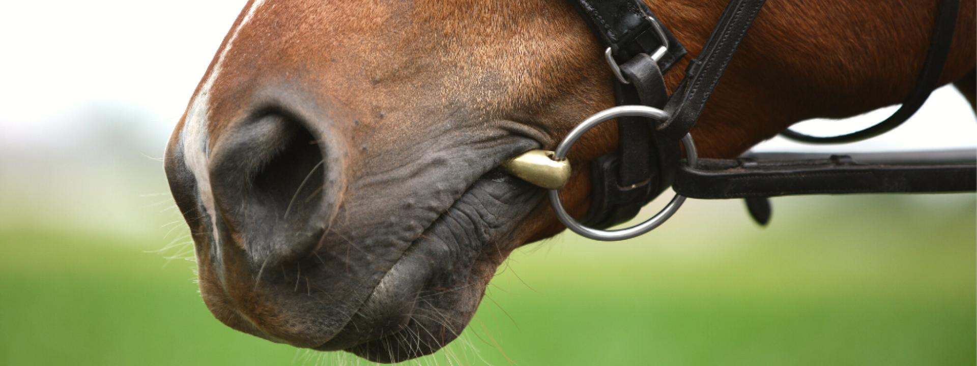 Horse mouth with bridle and bit