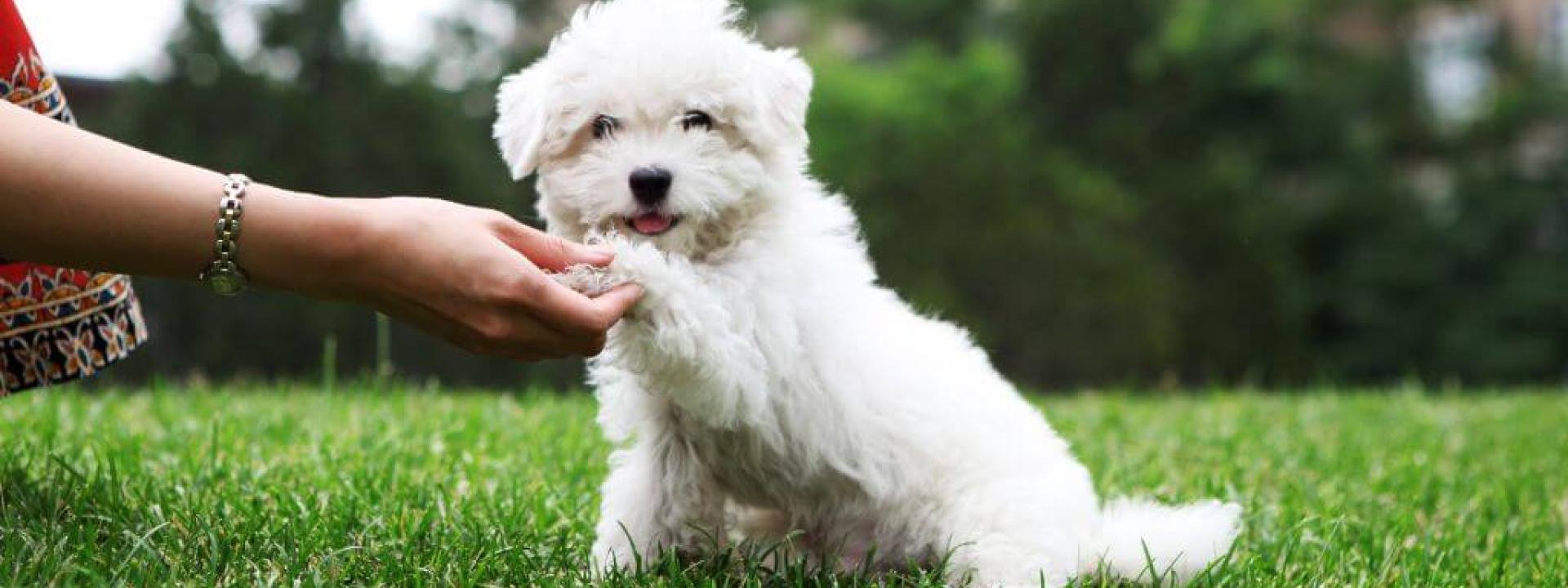 Owner holds dog's paw