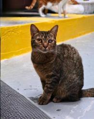 Ellie Cat at AACMP