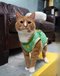 Opie Cat